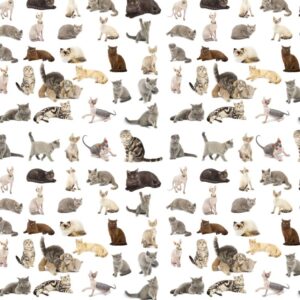 Cats 11