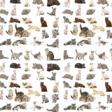 Cats-11.jpg