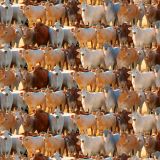Cattle-22.jpg
