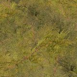 Cedar-Branches-Camo-22-thumb-1.jpg