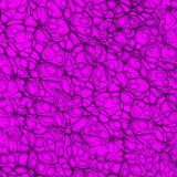 Cell-Level-18-thumb-1.jpg