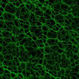 Cell-Level-25-thumb.jpg