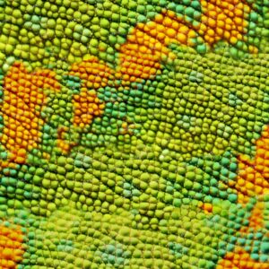 Chameleon Skin 22