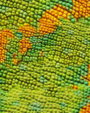 Chameleon Skin 22