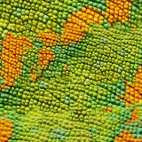Chameleon-Skin-22.jpg