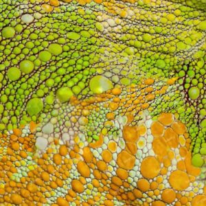 Chameleon Skin 23
