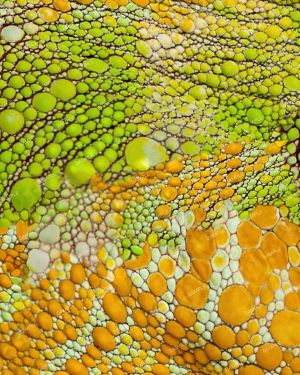 Chameleon Skin 23