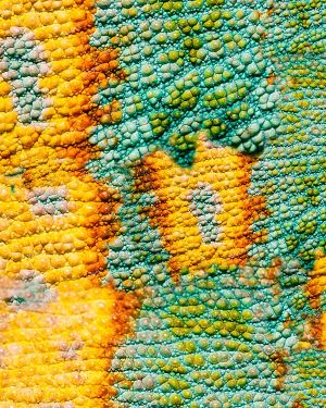 Chameleon Skin 24