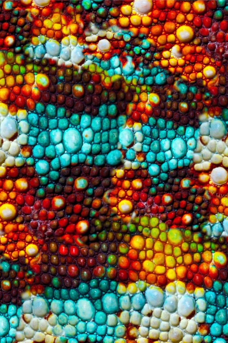 Chameleon Skin 25