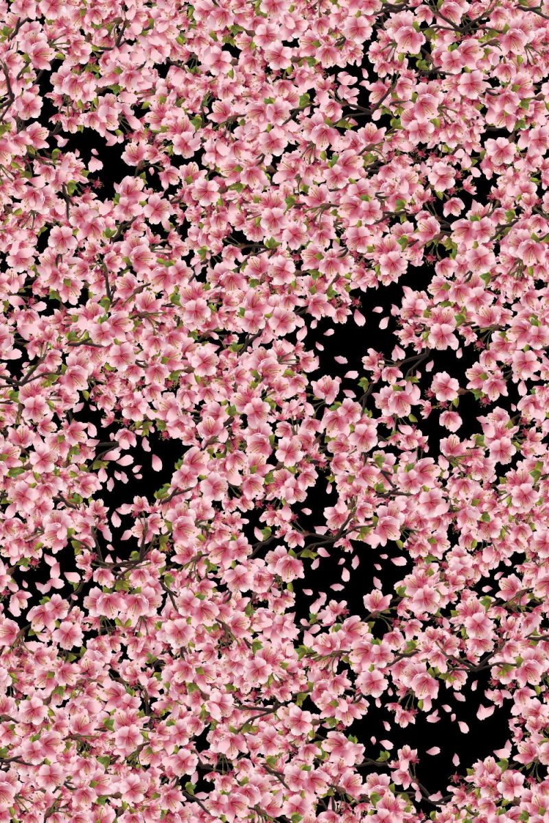 Cherry Blossoms 34