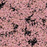 Cherry-Blossoms-34.jpg