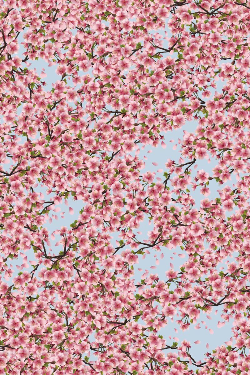 Cherry Blossoms 35