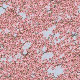 Cherry-Blossoms-35.jpg