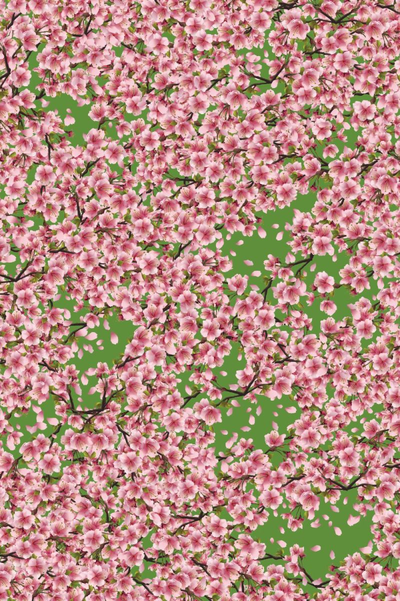 Cherry Blossoms 36