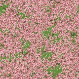 Cherry-Blossoms-36.jpg