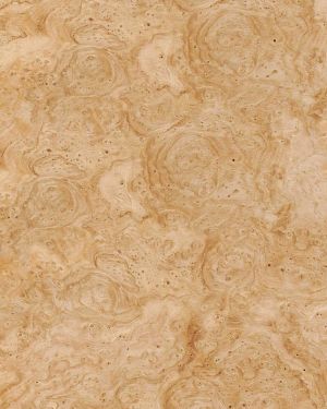 Chestnut Burl