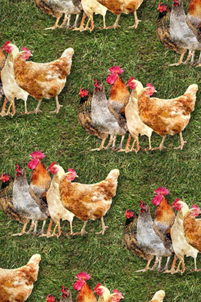 Chickens 22
