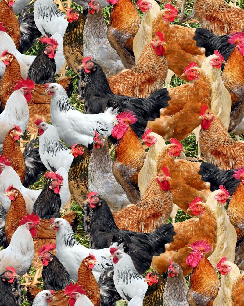 Chickens 24