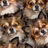 Chihuahuas-22-thumb.jpg