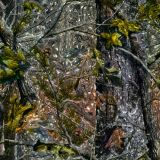 Chrome-Tree-Camo.jpg