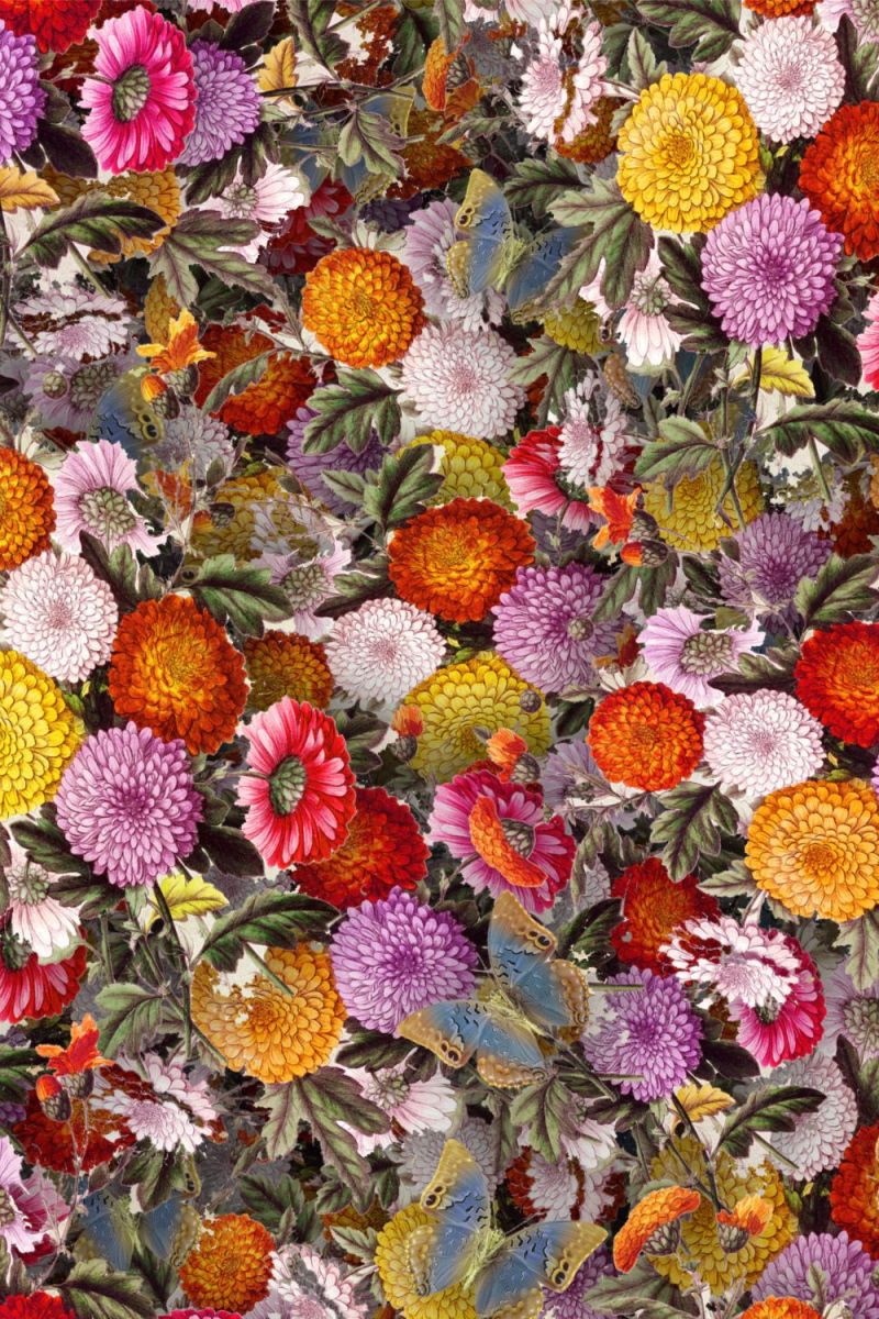 Chrysanthemums 22