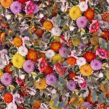 Chrysanthemums-22.jpg