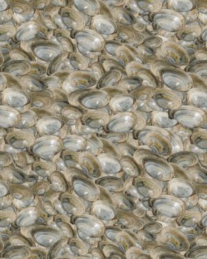 Clams 22