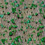 Climbing-Ivy-on-Bark-thumb.jpg