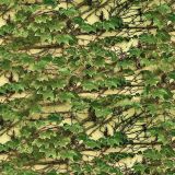 Climbing-Ivy-on-Wall-thumb.jpg