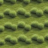 Clumps-of-Grass.jpg