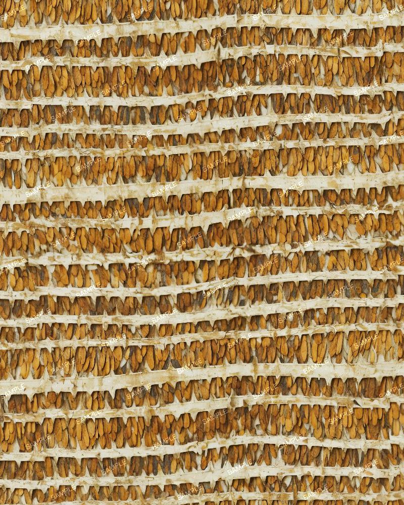 Coconut Palm Tree Bark 23