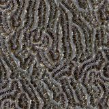 Coral-24.jpg