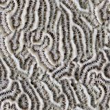 Coral-25.jpg