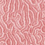 Coral-27.jpg