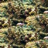 Coral-28.jpg