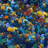 Coral-Reef-22.jpg