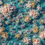 Coral-Reef-42-1.jpg