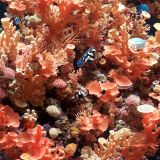 Coral-Reef-44.jpg