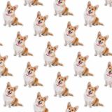 Corgis-22.jpg