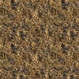 Corn-Harvest.jpg