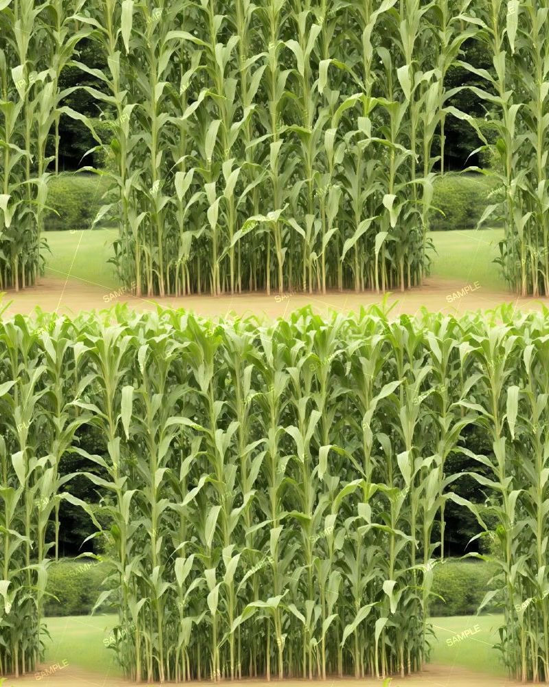 Corn Maze 42