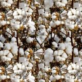 Cotton-Forever.jpg
