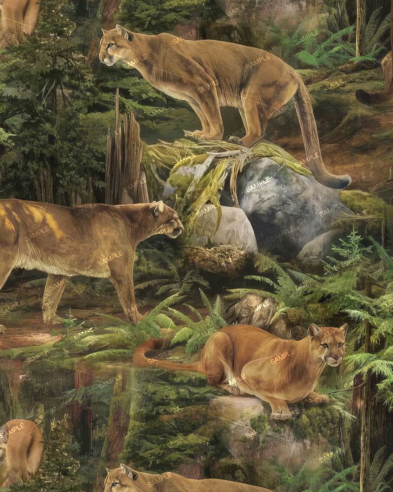 Cougars in the Wild