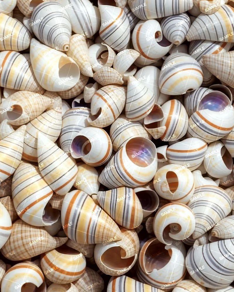 Cowerie Shells