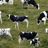 Cows-in-a-Field.jpg