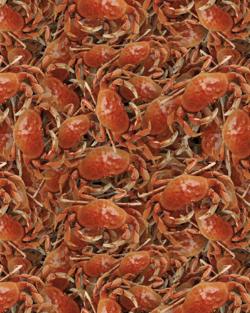 Crab 22