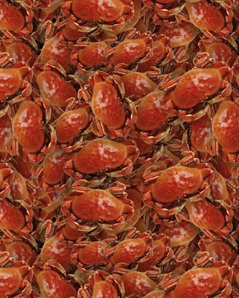Crab 23