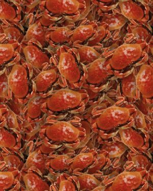 Crab 23