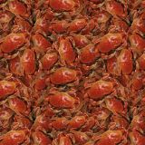 Crab-23.jpg