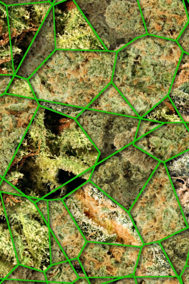 Crackle Bud